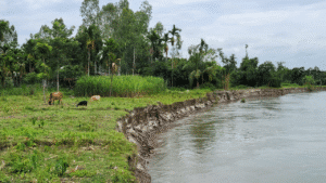 ধরলার আগ্রাসী ভাঙনে বিপর্যস্ত কুড়িগ্রাম।